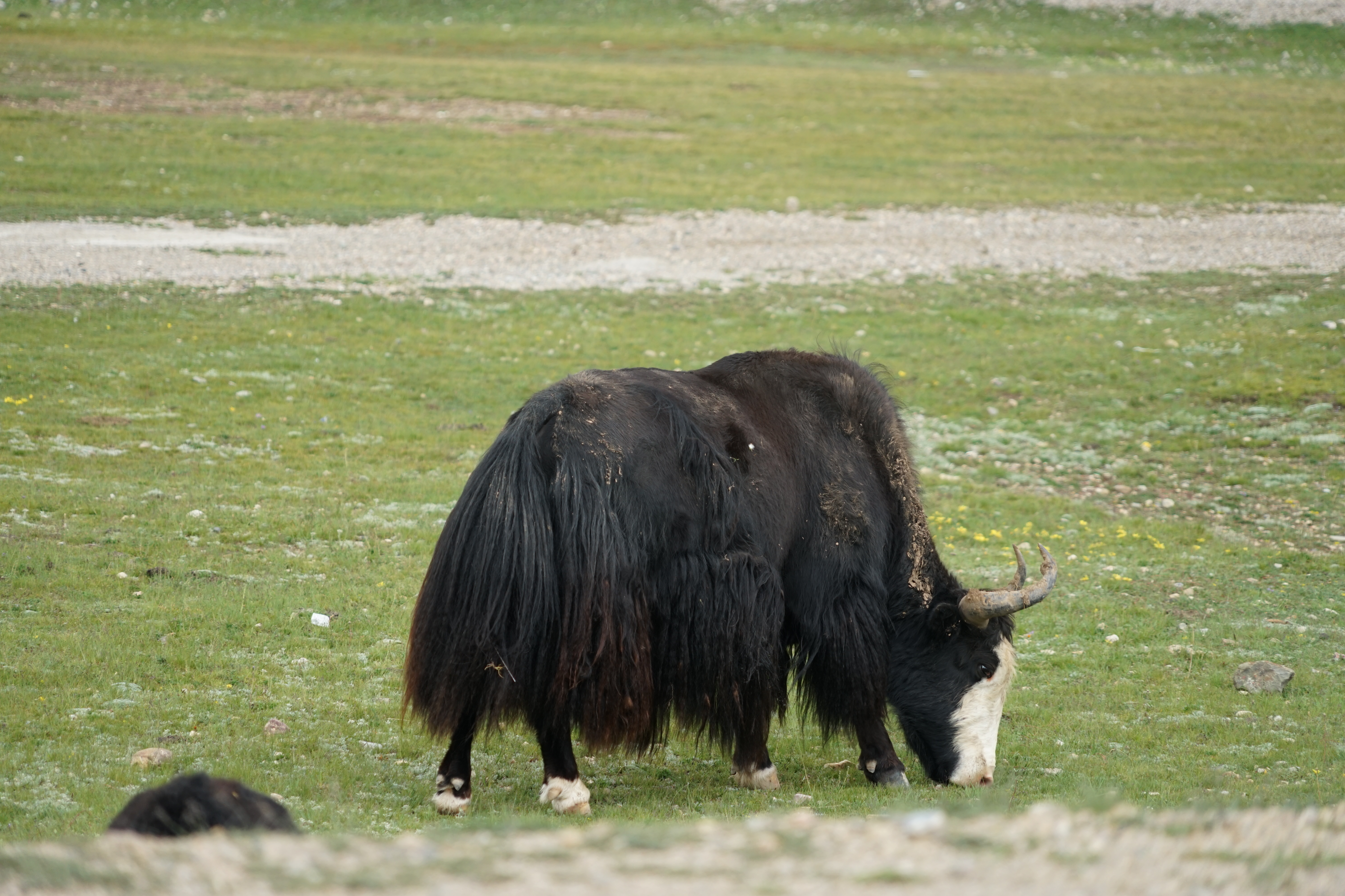 青藏高原的牦牛