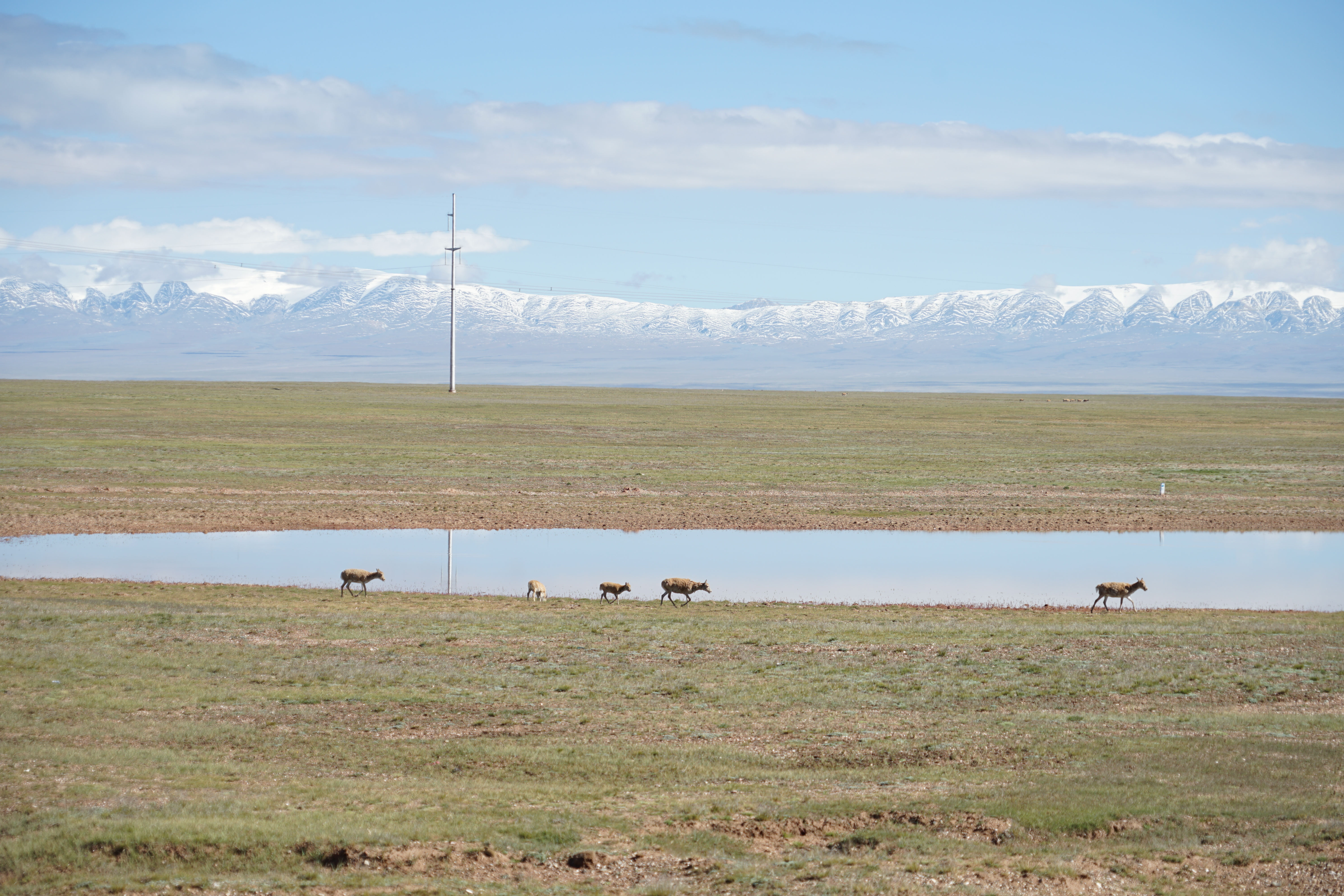 雪山湖泊藏羚羊