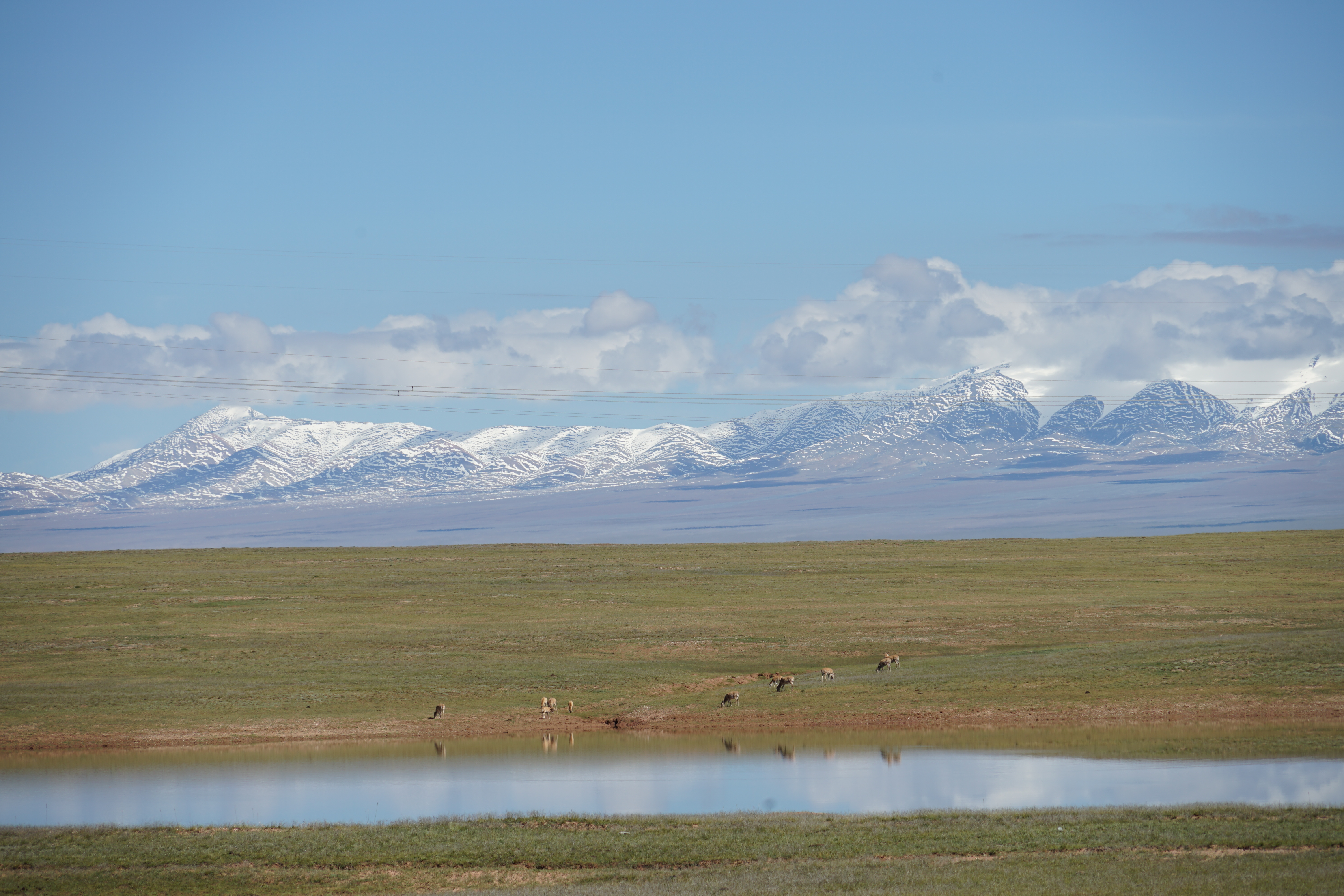 雪山湖泊藏羚羊